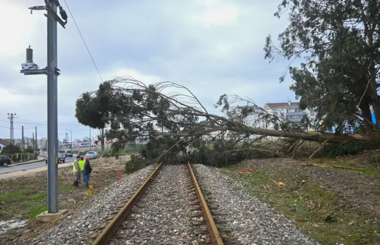 Árvore linha de Coimboio Caldas